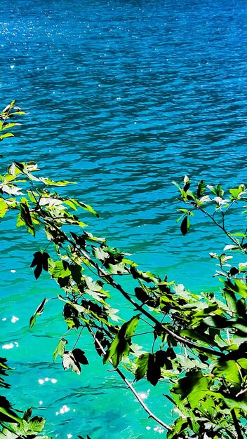 Water lilies floating on lake