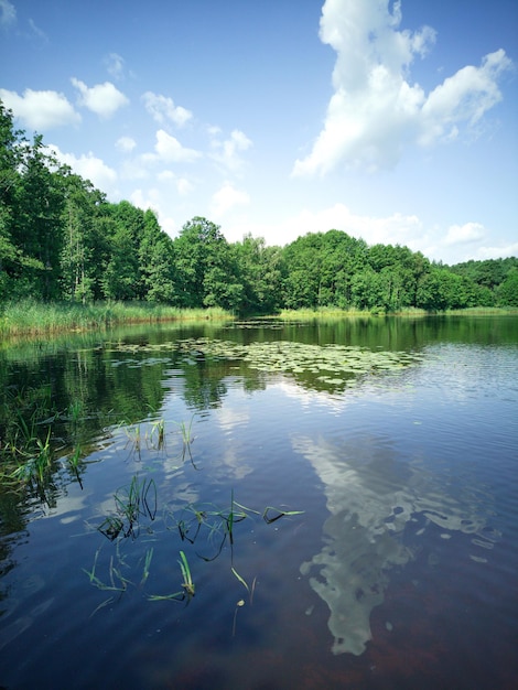 Water lilies in the lake Pond in summer