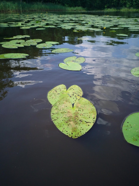 Water lilies in the lake Pond in summer