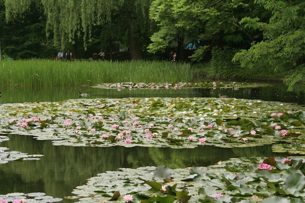 Water lilies in lake