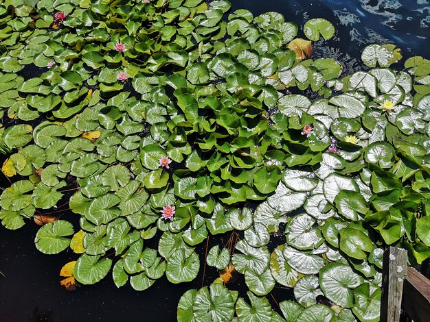 Foto lili d'acqua su foglie che galleggiano sul lago