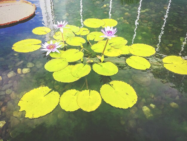 Foto lili d'acqua e foglie che galleggiano sullo stagno