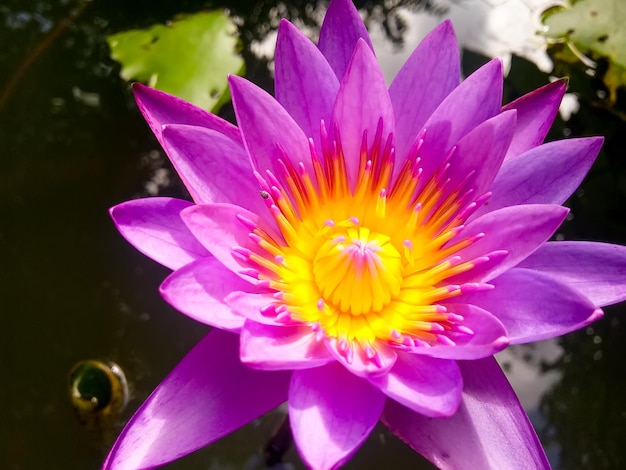 chinese new year water lily