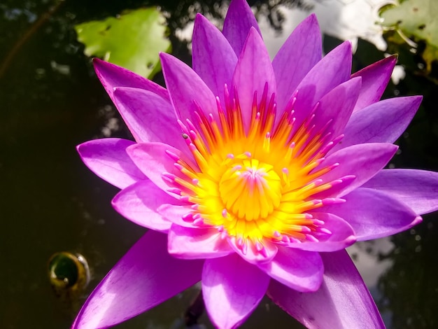 Photo water lilies and lotus flower