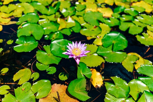 Water lilies and lotuses in a pond in the park