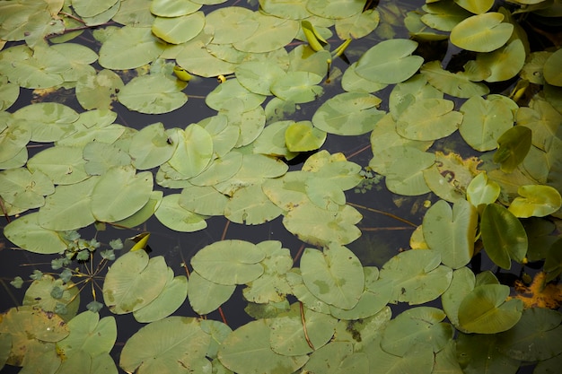 water lilies in the pond, in the rays of the sun. Water lily leaves on lake water.