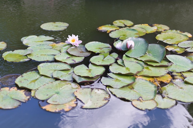 Water lilies on the water