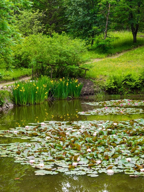 Photo water lillies water lily lotus in pond