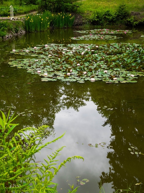 Water Lillies Water Lily Lotus in pond