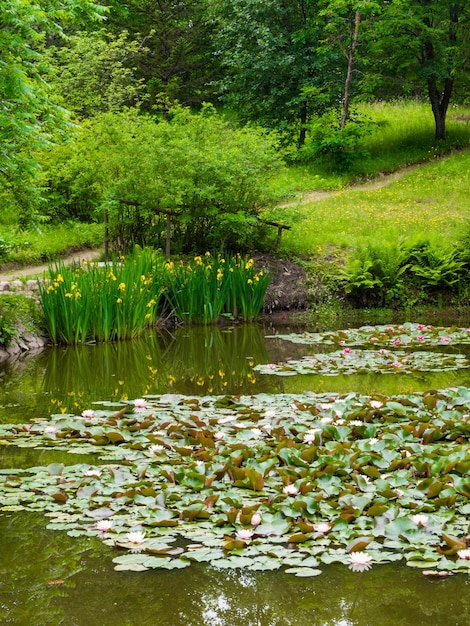Water lillies giglio d'acqua lotus in stagno