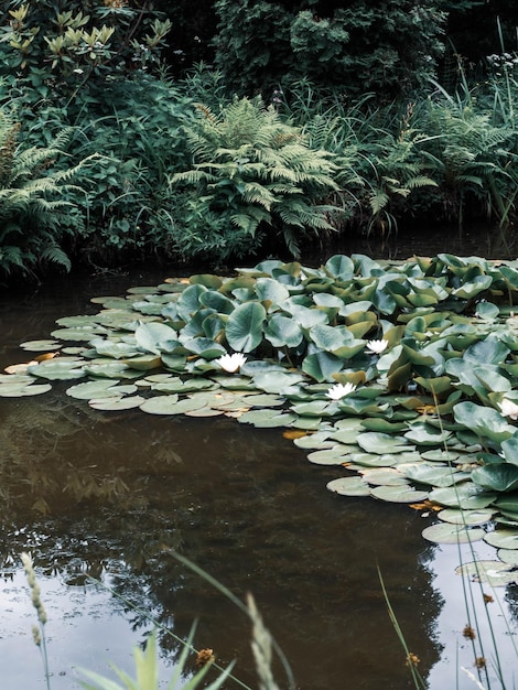 Photo water lillies water lily lotus in pond