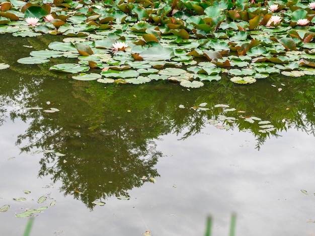 Water lilly background Water lilly with green leaves in pond Link blossomSummer background