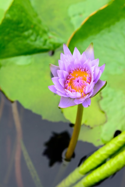 Photo water lilly ,lotus