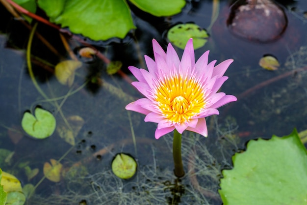 Photo water lilly ,lotus