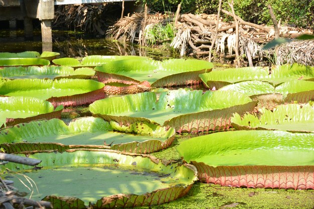 写真 湖の葉の中の水蓮