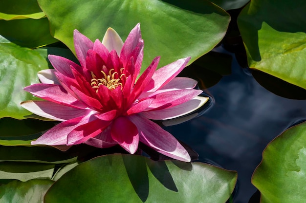 Foto giglio d'acqua che fiorisce tra lussureggianti foglie verdi sul lago calmo fiore di loto rosa sulla superficie dell'acqua