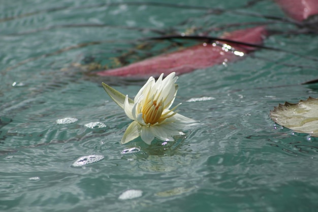 写真 池で花をかせている水蓮