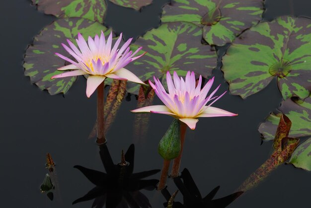 Water lily closeup