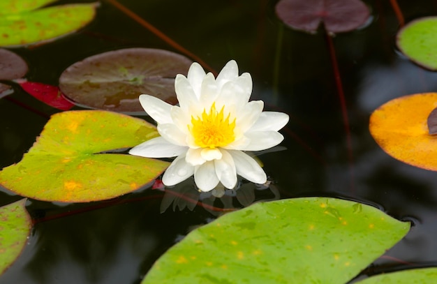 Water lily flowers and leaves on the pond