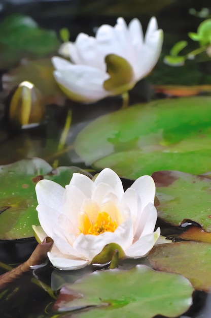 Water lily flowers