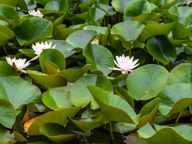 Water lily on the lake relaxation postcard