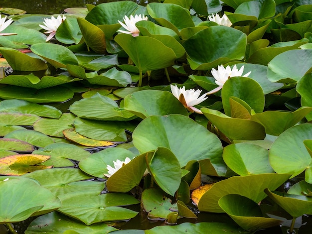 Water lily on the lake relaxation postcard