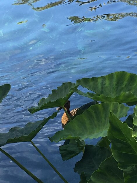 Water lily in lake