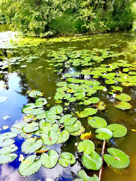 Water lily in lake