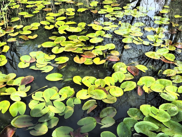 Water lily leaves known as lily pads Large cracked and yellow leaves of an aquatic plant on the surface of a pond or swamp Water lily or Nymphaean Nymphaeaceae family of flowering plants