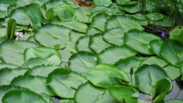 Photo water lily leaves in lakes on a sunny day nymphaea is a genus of hardy and tender aquatic plants