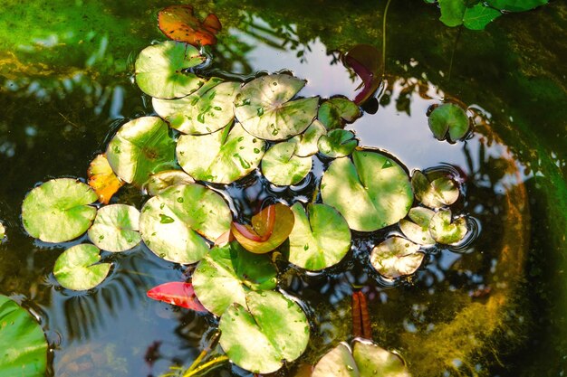 Water lily leaves