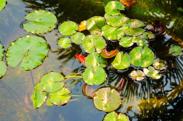 Water lily leaves