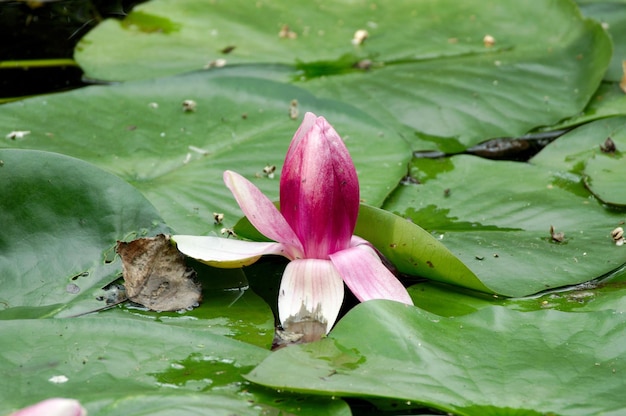 Photo water lily on lily pads