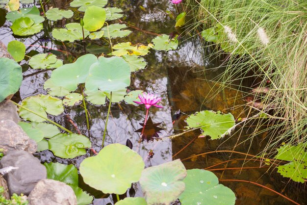 Water lily or lotus flower in the garden pond