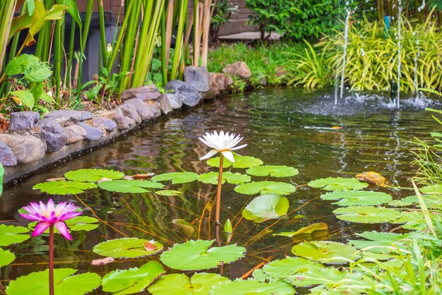 庭の池の睡蓮や蓮の花