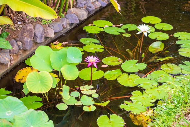 Water lily or lotus flower in the garden pond