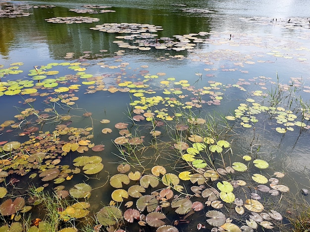池の睡蓮や蓮の緑の葉