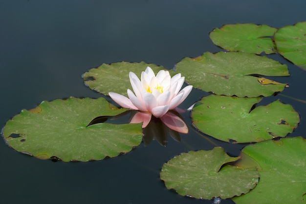 Water lily (Nymphaea alba) in the pond