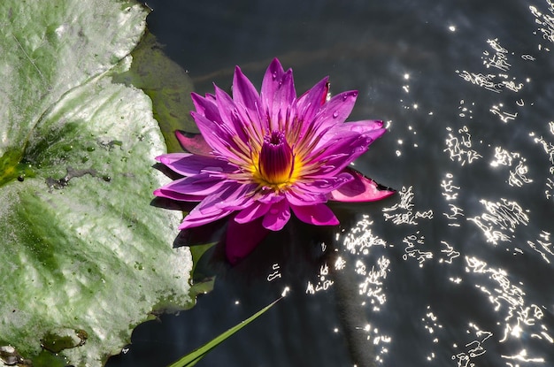 Water lily Nymphaea tetragona