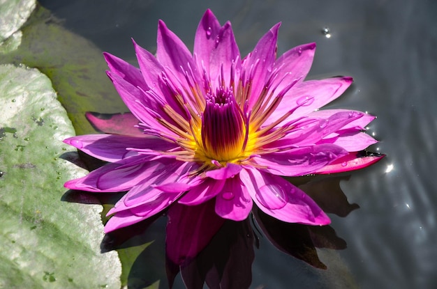 Водяная лилия Nymphaea tetragona