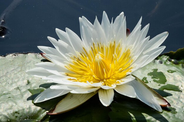 Water lily Nymphaea tetragona