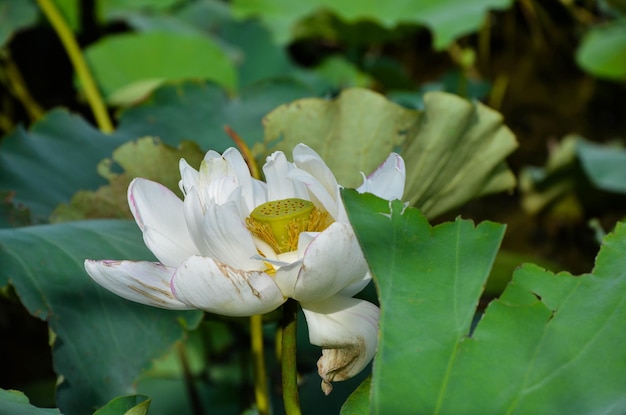 Водяная лилия Nymphaea tetragona