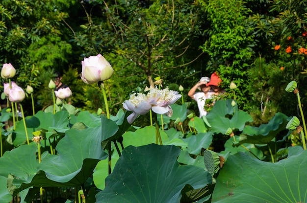 수련 Nymphaea tetragona