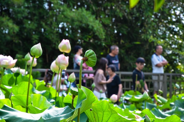 Water lily Nymphaea tetragona