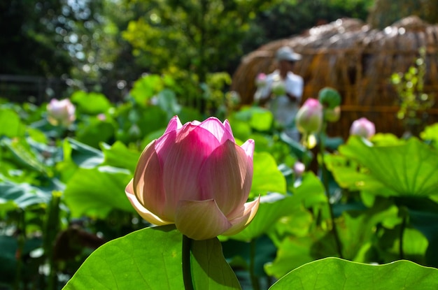 수련 Nymphaea tetragona