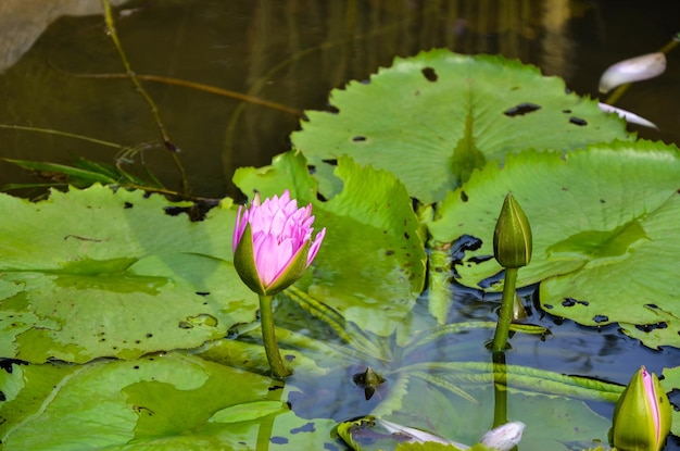 Photo water lily nymphaea tetragona