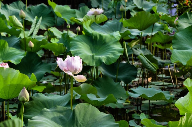 수련 Nymphaea tetragona