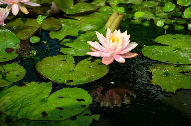 Water lily Nymphaea tetragona