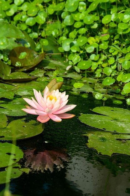 Water lily Nymphaea tetragona