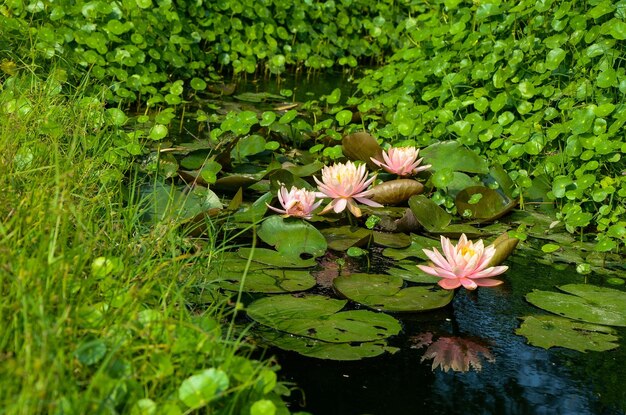 수련 Nymphaea tetragona